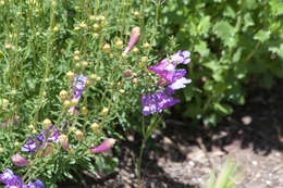 Image of bunchleaf penstemon