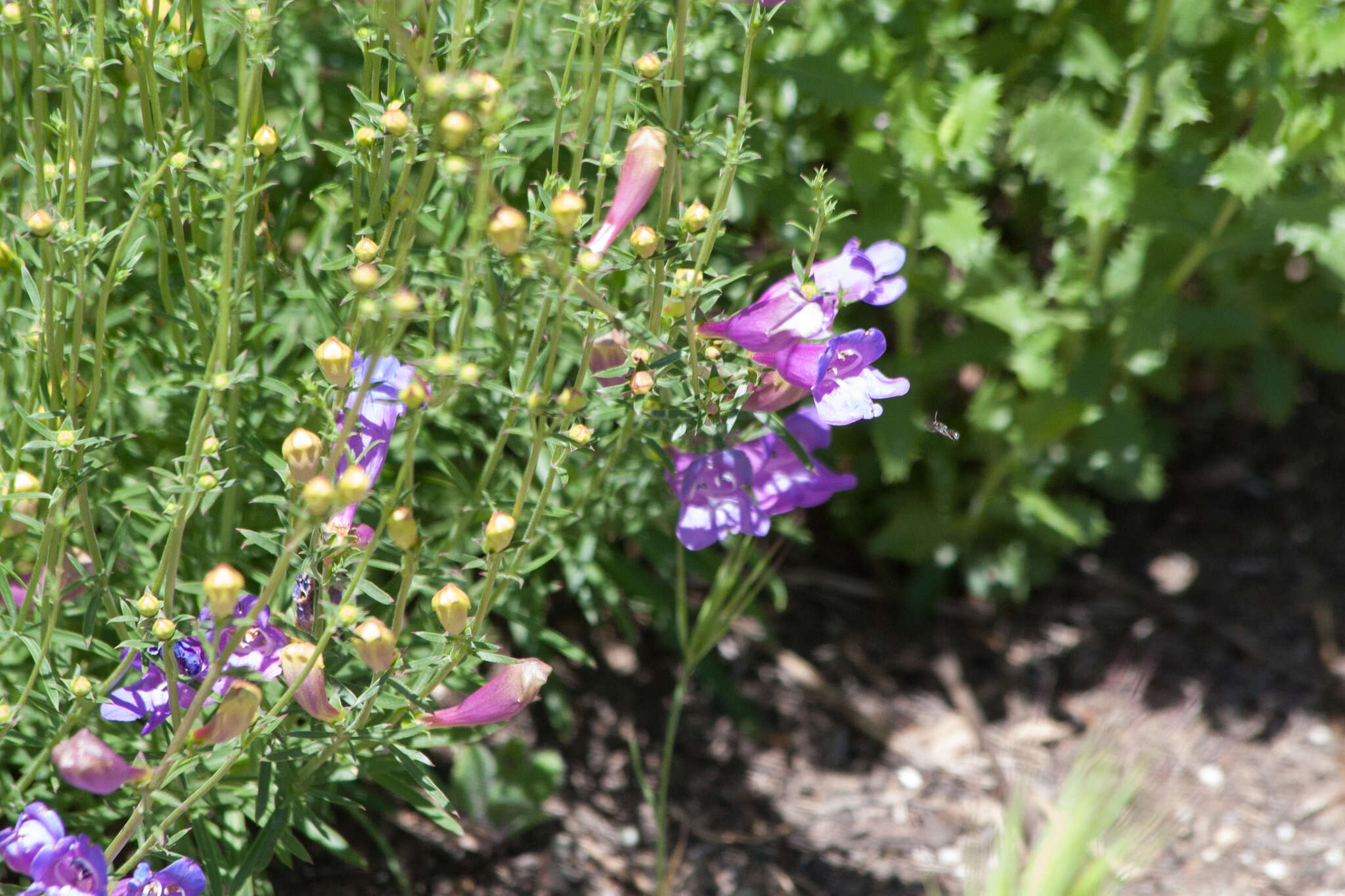 Image of bunchleaf penstemon