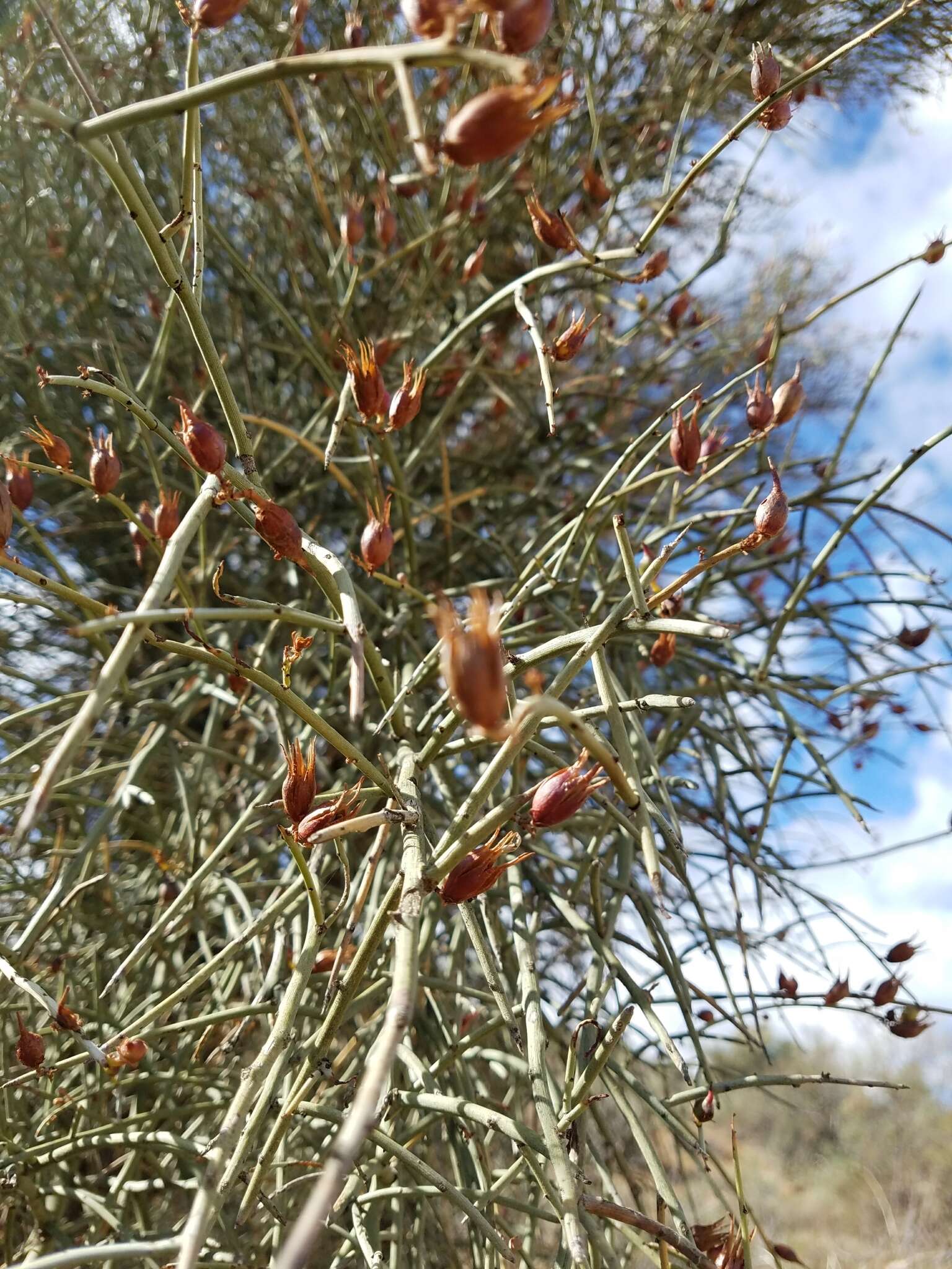 Image of crucifixion thorn