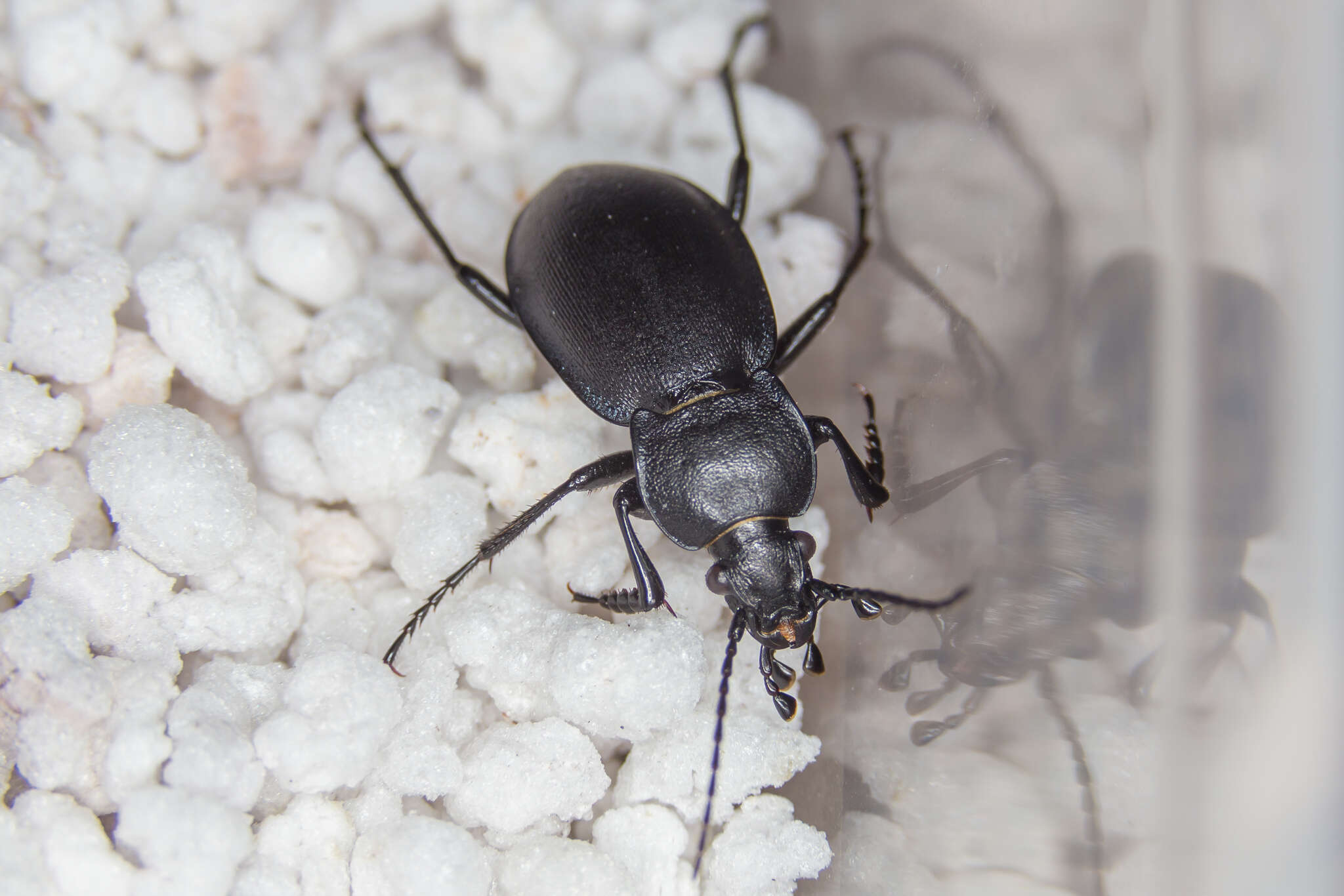 Image of Winstanley Ground Beetle