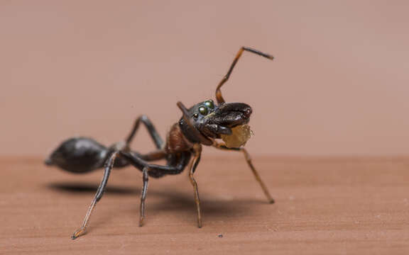 Myrmarachne melanocephala MacLeay 1839 resmi