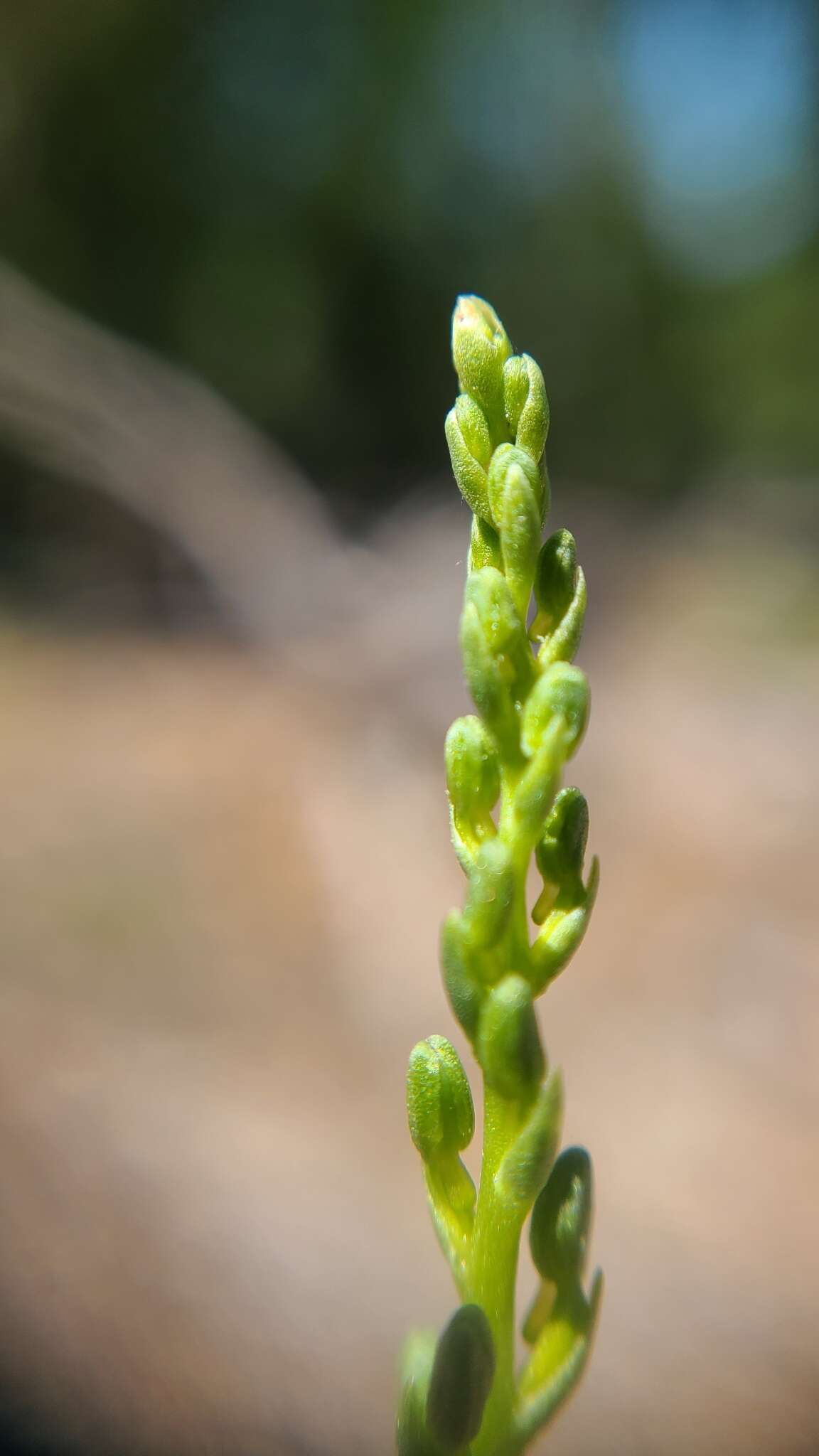 Sivun Platanthera colemanii (Rand. Morgan & Glic.) R. M. Bateman kuva