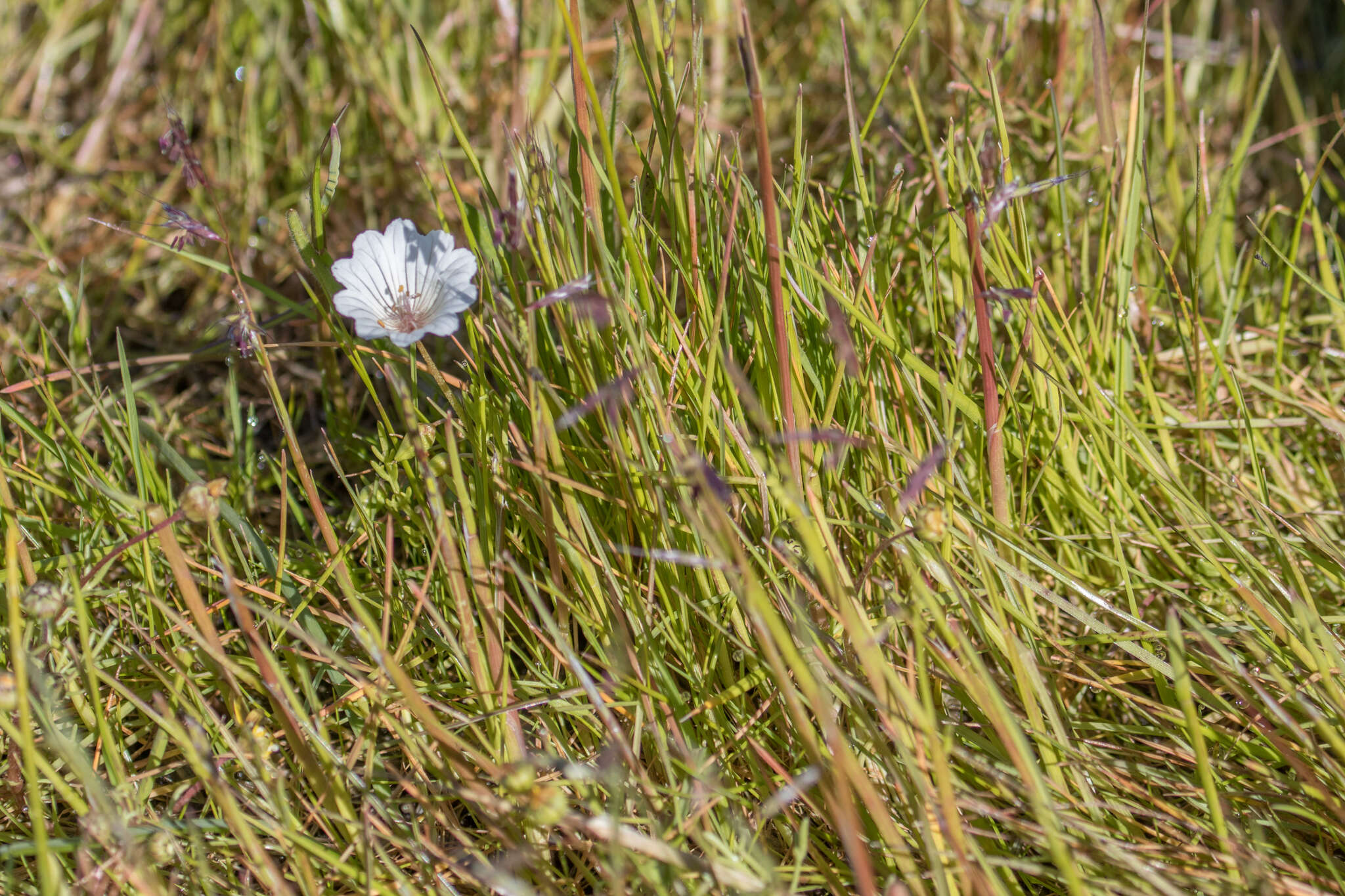 Image of Douglas' meadowfoam