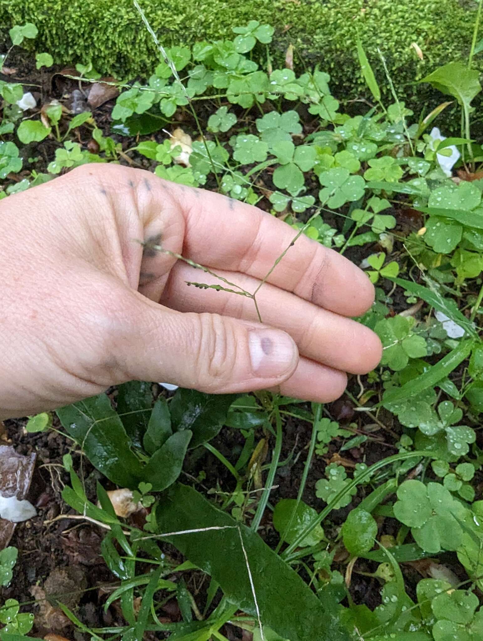 Image of Trailing Crab Grass