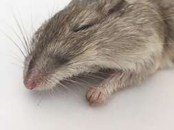 Image of long-tailed pocket mouse