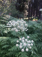 Image of Swamp Whiteheads