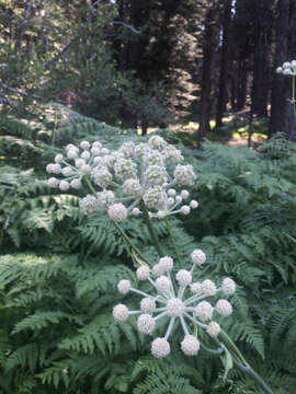 Image of Swamp Whiteheads