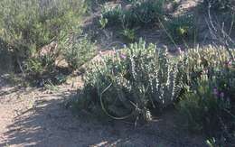 Image of Ceropegia mammillaris (L.) Bruyns