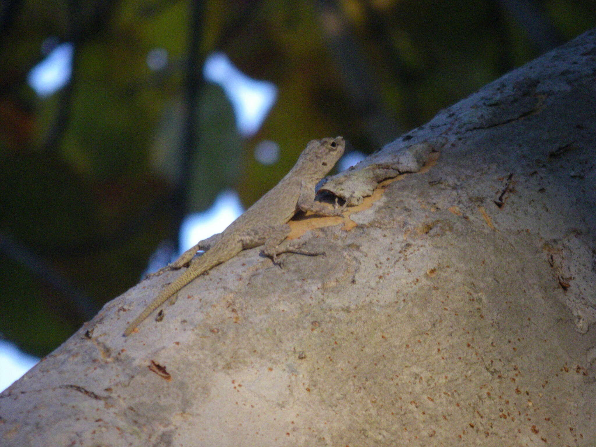 Image de Anolis distichus Cope 1861