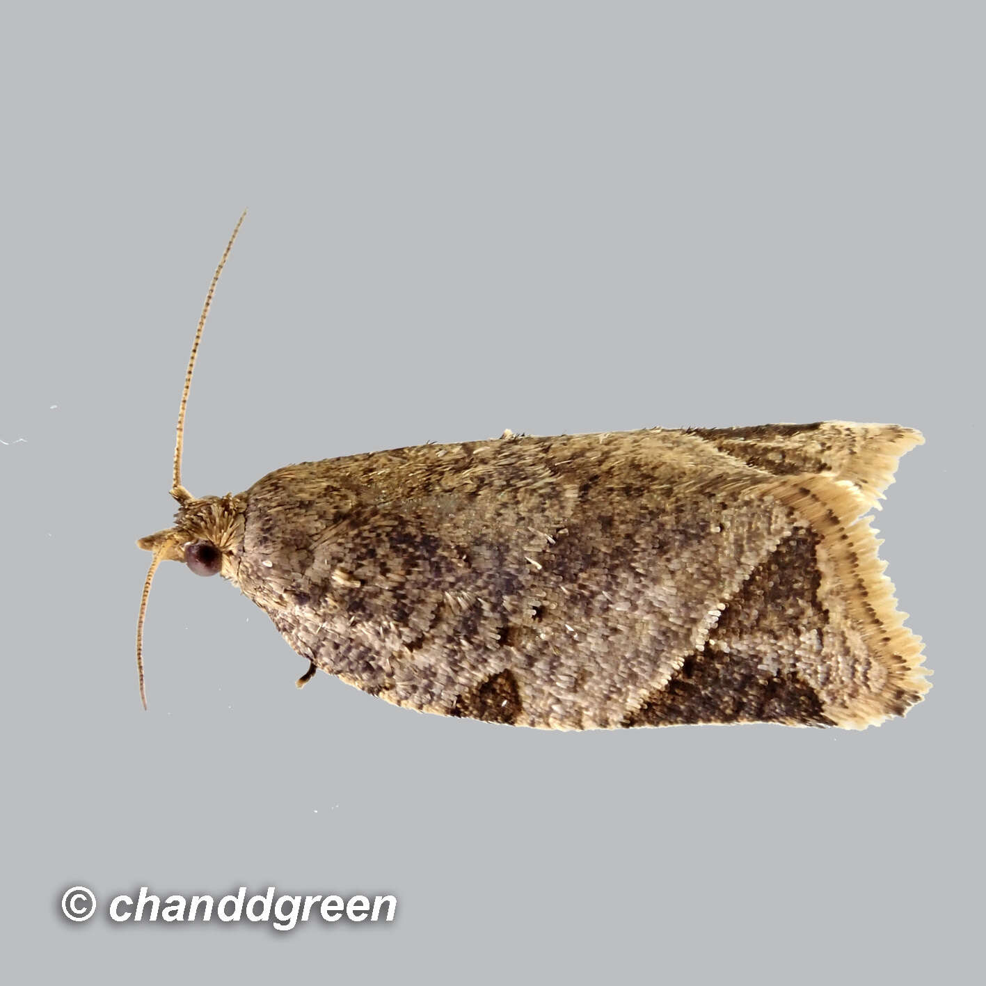 Image of Neocalyptis affinisana Walker 1863