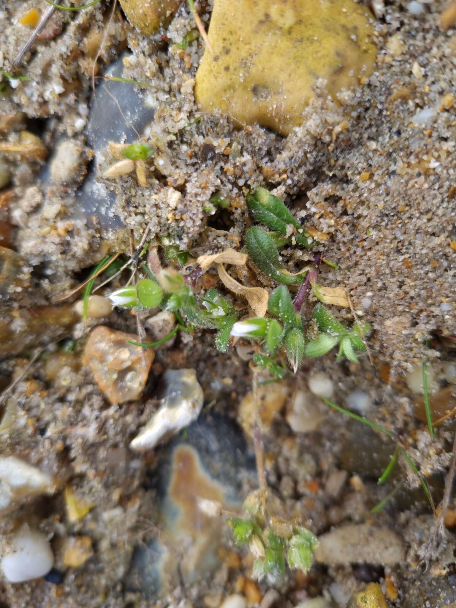 Image of fourstamen chickweed