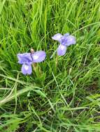 Image of Barbary Nut Iris