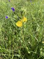 Plancia ëd Oenothera pilosella subsp. sessilis (Pennell) G. B. Straley