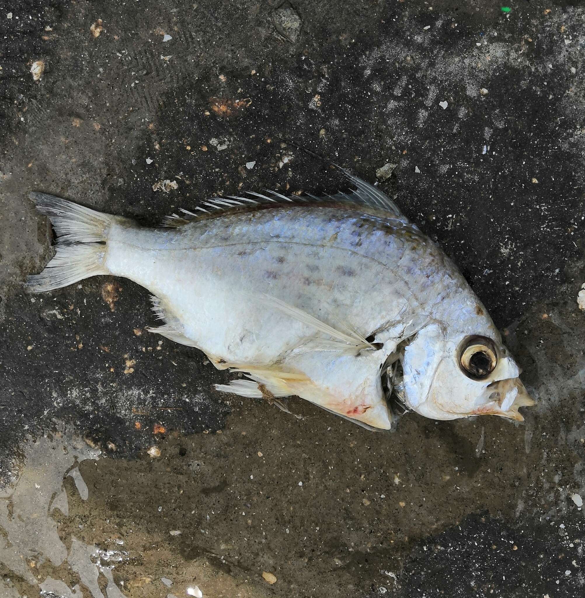 Image of Flagfin Mojarra