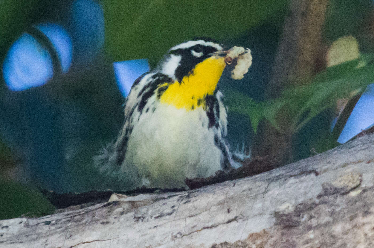 Image of Setophaga dominica albilora (Ridgway 1873)