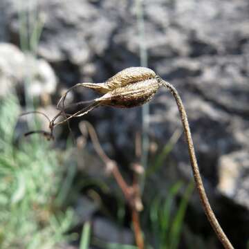 Image of Aquilegia tuvinica I. M. Vassiljeva