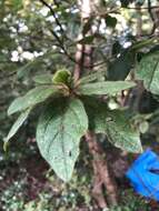 Imagem de Rhododendron macrosepalum Maxim.