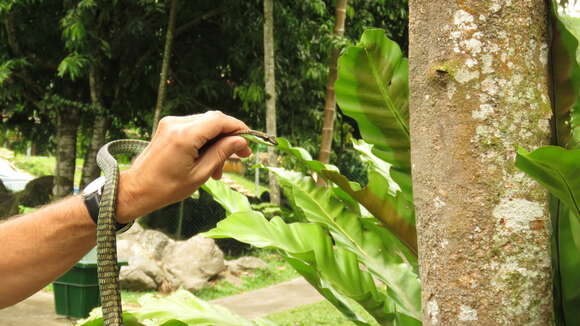 Image de Dendrelaphis kopsteini Vogel & Van Rooijen 2007