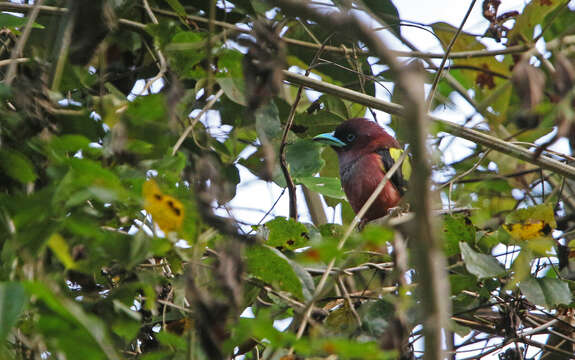 Image of Banded Broadbill