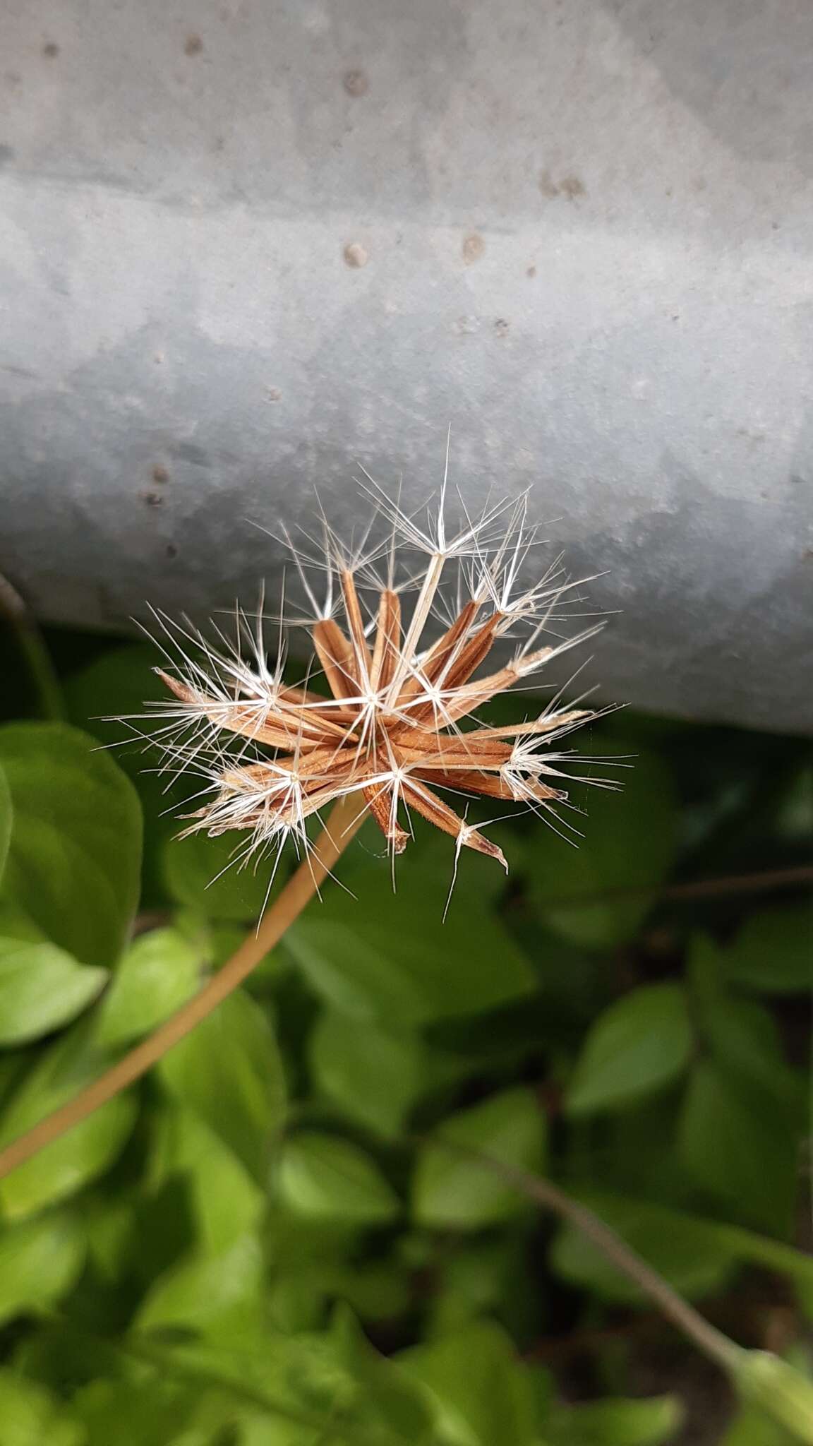 Image of Hyoseris radiata subsp. radiata