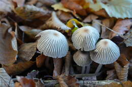 Coprinellus impatiens (Fr.) J. E. Lange 1938 resmi