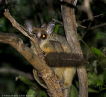 Image of Galago senegalensis braccatus Elliot 1907