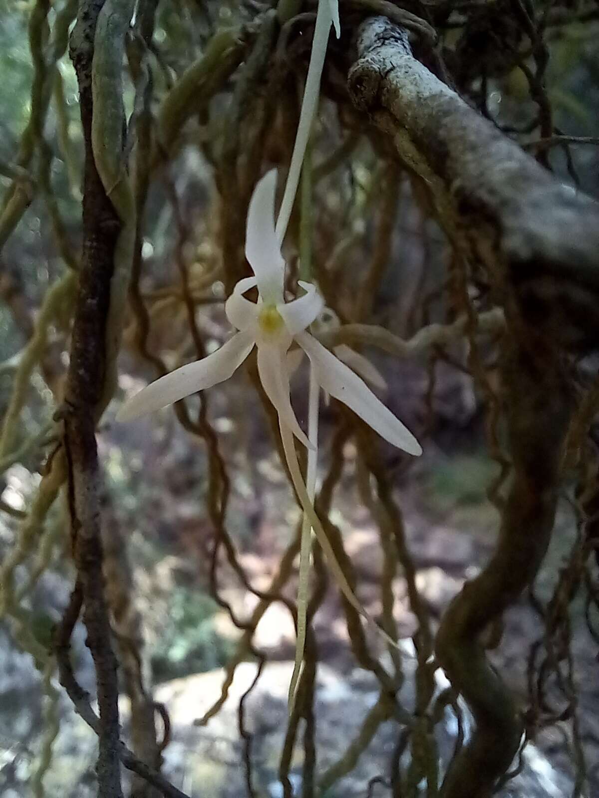 Mystacidium capense (L. fil.) Schltr. resmi