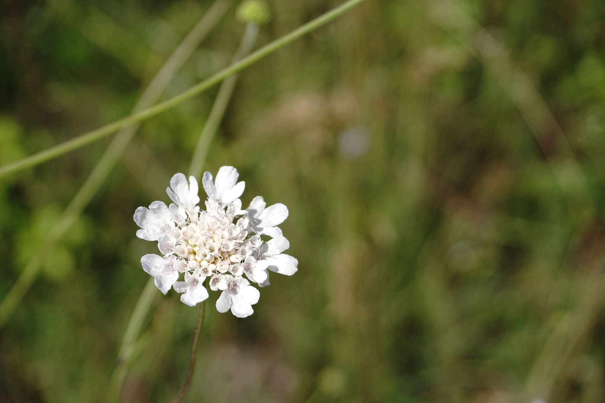 Imagem de Scabiosa praemontana Privalova