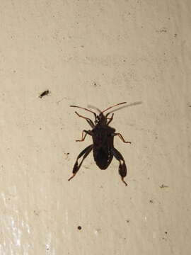 Image of Leaf-footed Pine Seed Bug