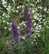 Image of silky phacelia