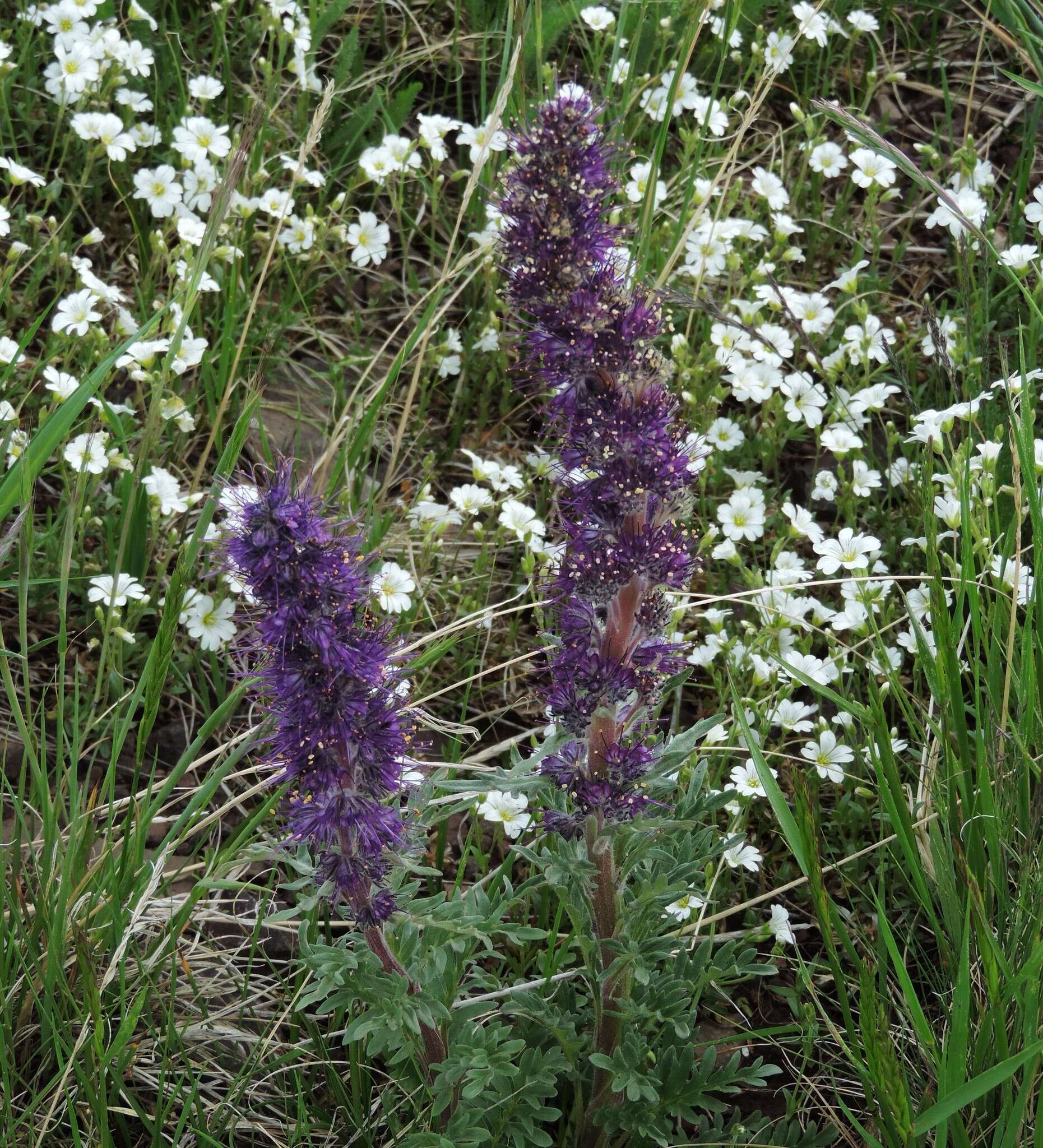 Image of silky phacelia