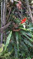 Image of Guzmania donnellsmithii Mez ex Donn. Sm.