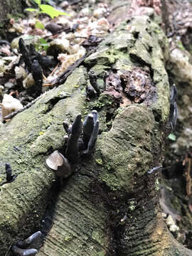 Imagem de Xylaria polymorpha (Pers.) Grev. 1824