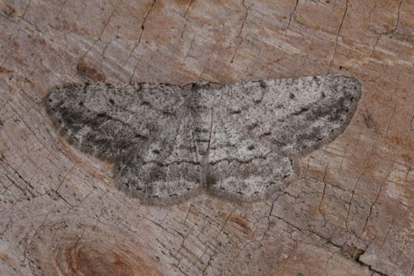 Plancia ëd Afriberina tenietaria Staudinger 1900