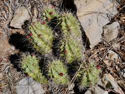 Image of Echinocereus coccineus subsp. transpecosensis