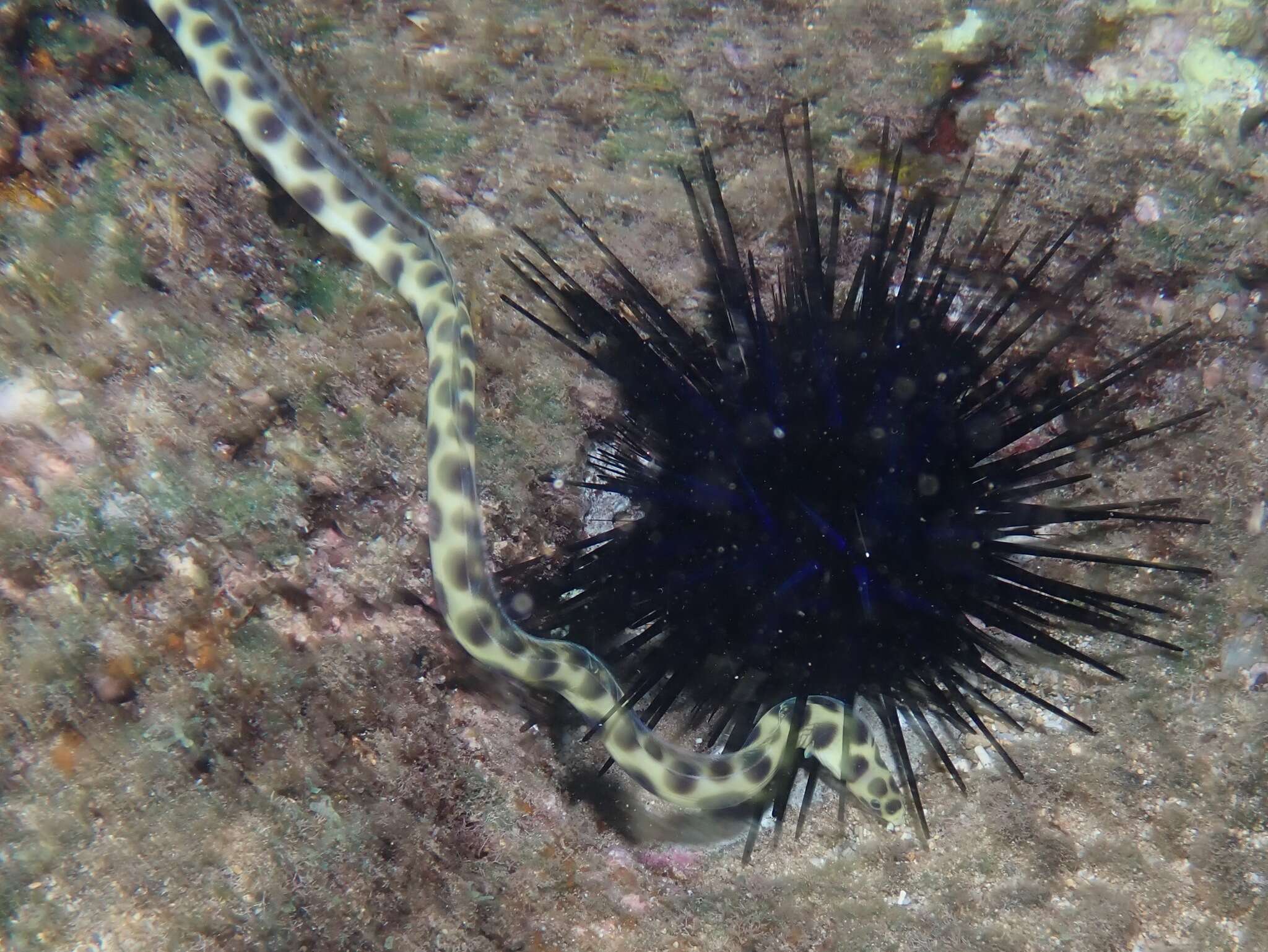 Image of Hawaiian spotted snake eel