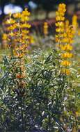 Image of European yellow lupine