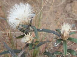 Image of Dicoma anomala subsp. anomala