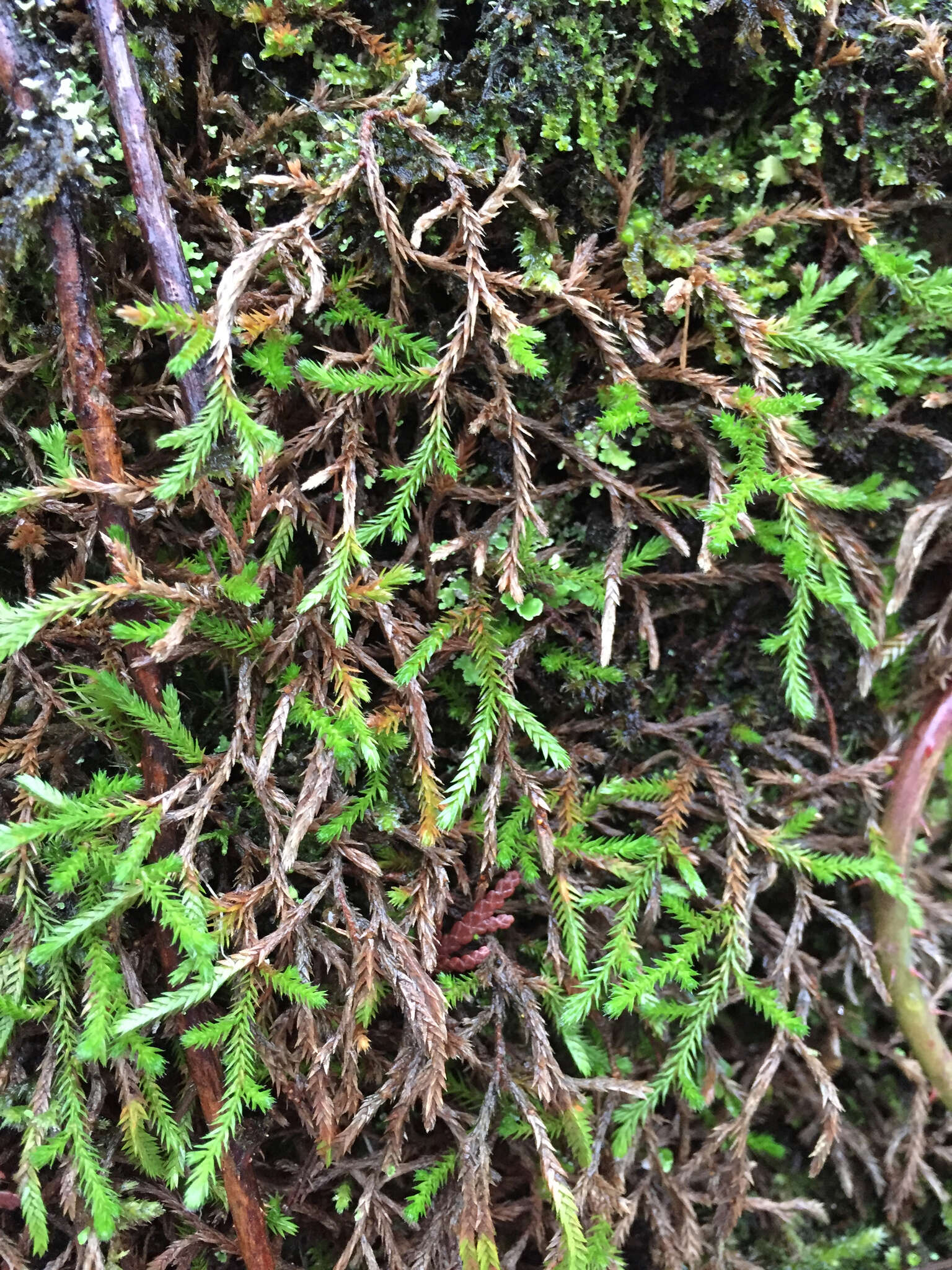 Image of Wallace's spikemoss