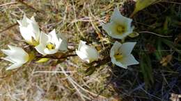 Gentianella angustifolia Glenny的圖片