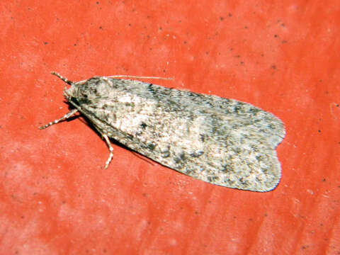 Image of Dull Flatbody Moth