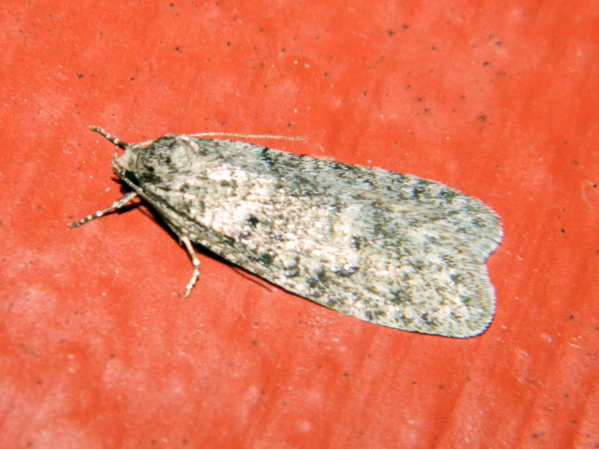 Image of Dull Flatbody Moth