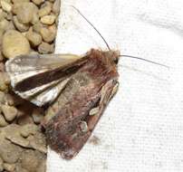 Image of heath rustic