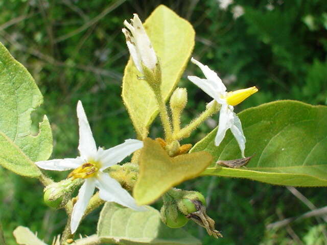 Solanum diversifolium Schltdl.的圖片