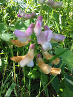 Image of Pacific pea