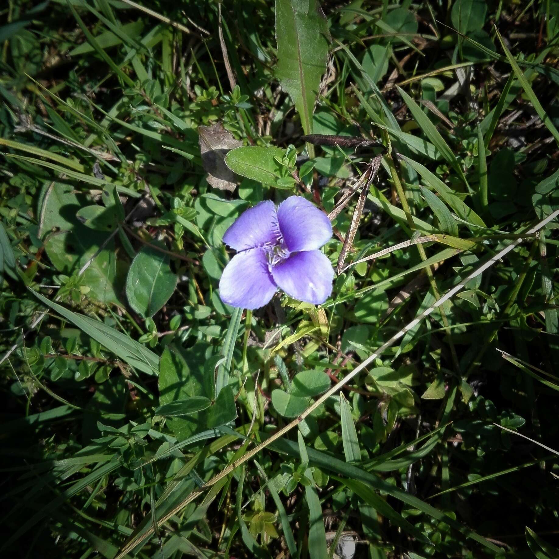 Gentianopsis ciliata (L.) Ma的圖片