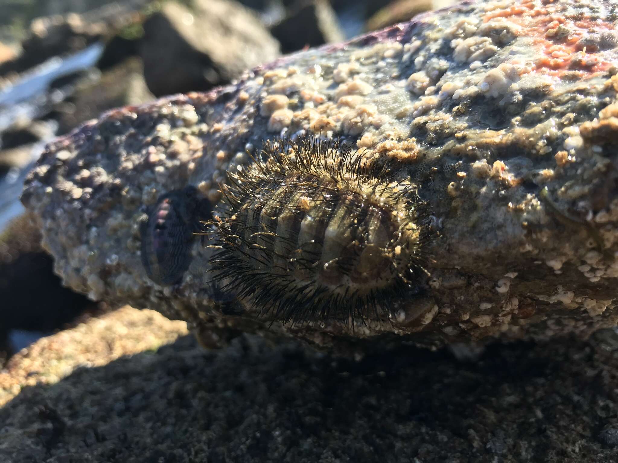 Слика од Chaetopleura peruviana (Lamarck 1819)