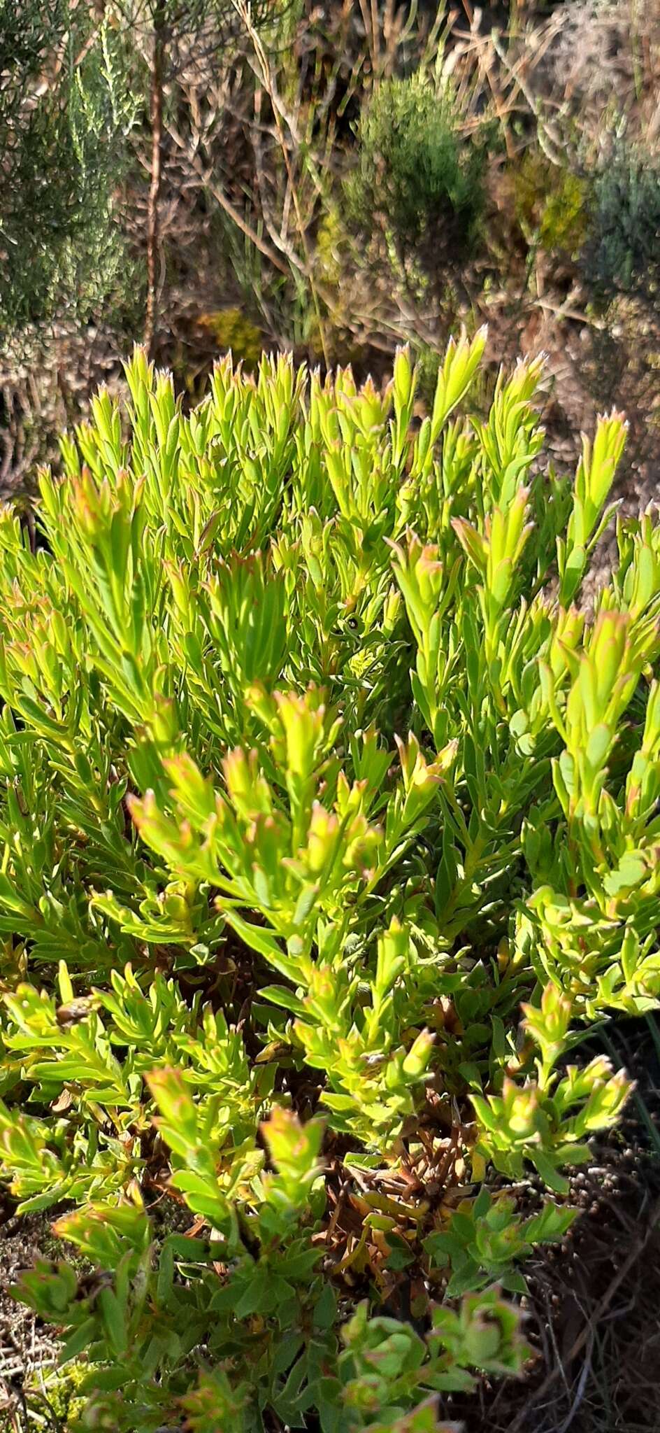 Image of Leucadendron modestum I. Williams