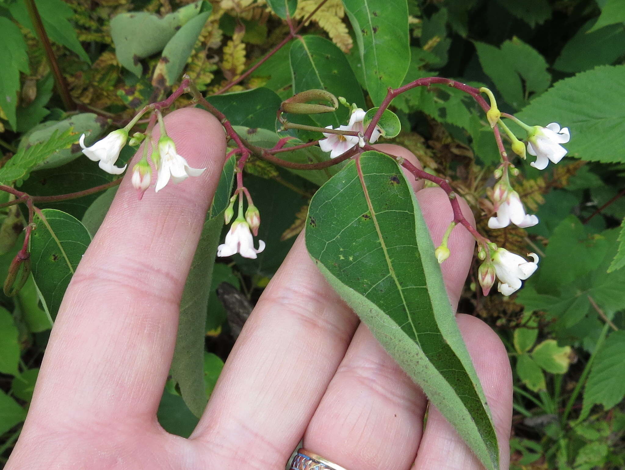 Image of flytrap dogbane