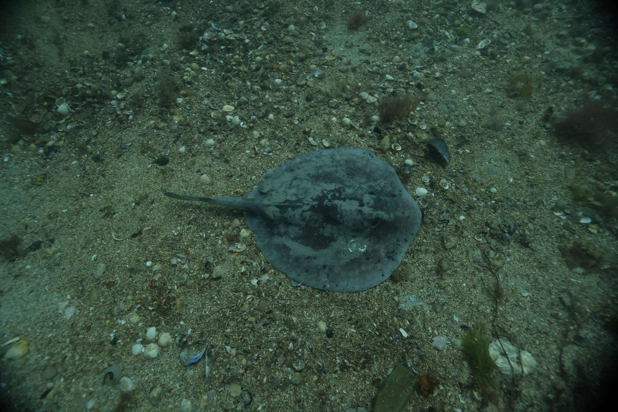 Image of Sinclair’s Stingaree